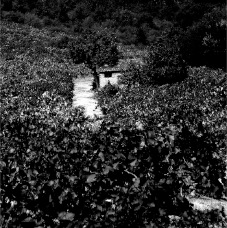 janina dordel photographie fotografie 1085_WEIN_2_1