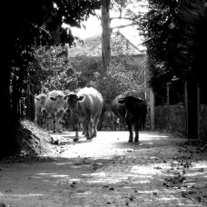 janina dordel photographie fotografie 1198_HEIMWEG2_1_1